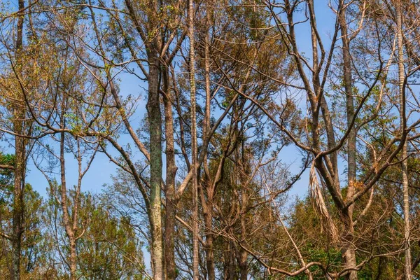 Foto Uma Árvore Duriana Seca Contra Fundo Azul Céu — Fotografia de Stock