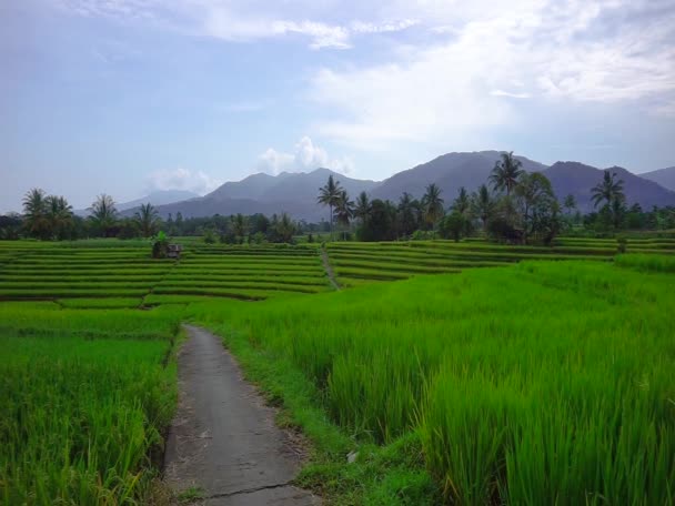 印度尼西亚的风景在小村子里的稻田里 有高山和农民 — 图库视频影像