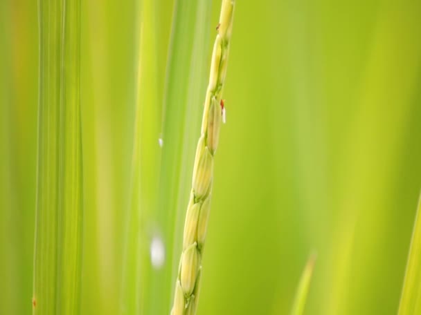 Ladybugs Ants Rice Leaves Soft Background — Video