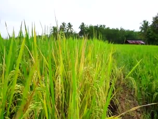 Indonesian Natural Landscape Rice Fields Turn Yellow Mountains Sunny Morning — Stockvideo
