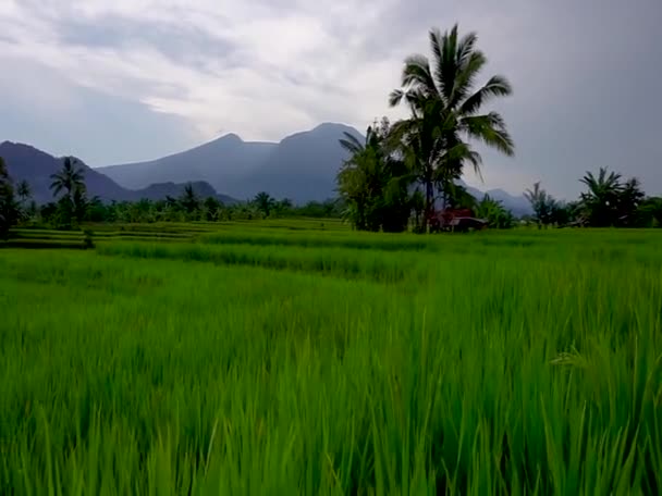 Индонезийский Природный Ландшафт Зеленые Рисовые Поля Горы Утра — стоковое видео