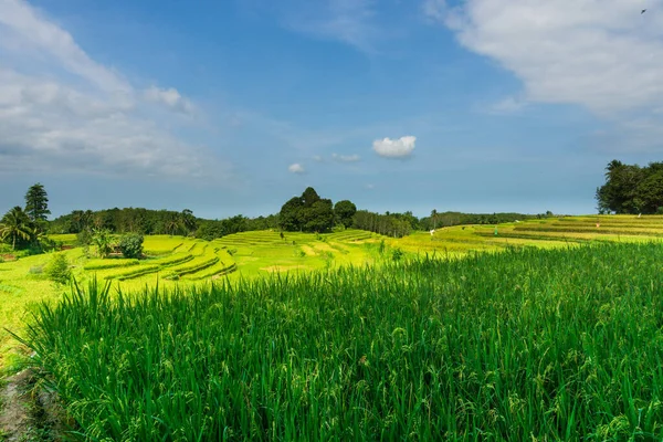 Пейзаж Зеленой Фермой Голубым Небом Солнечный День — стоковое фото