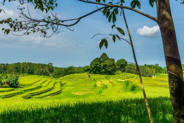 印度尼西亚的绿稻田 农场和蓝天 — 图库照片