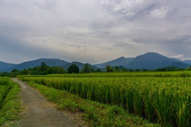 Endonezya 'nın yeşil pirinç tarlalarındaki doğal manzarası ve gün boyunca dağlara giden beton yollar.