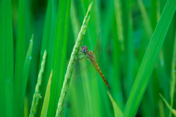 Dragonfly Green Rice Leaves Sunny Morning — Stock fotografie