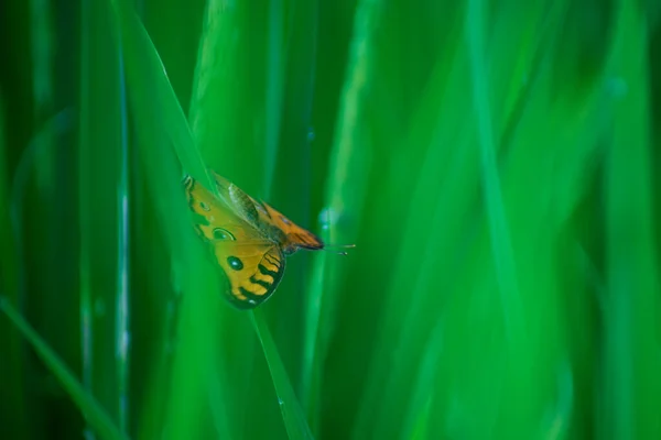 Желтые Бабочки Зеленых Рисовых Ветвях Утром — стоковое фото