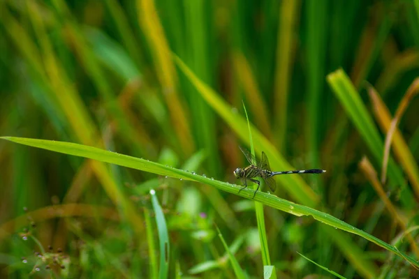 Libélula Una Rama Arroz Verde Por Mañana — Foto de Stock