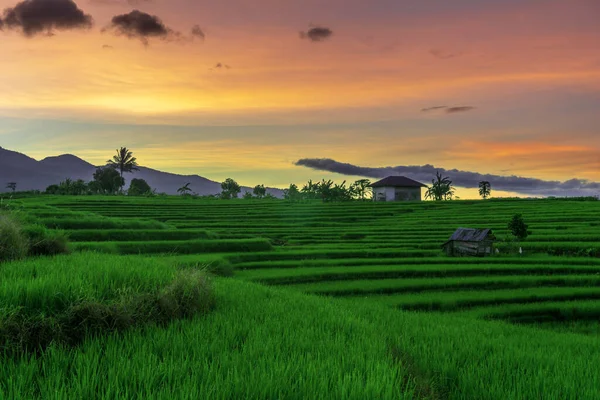 Beautiful Sunny Morning Panorama Green Rice Fields Indonesian Mountains — Zdjęcie stockowe