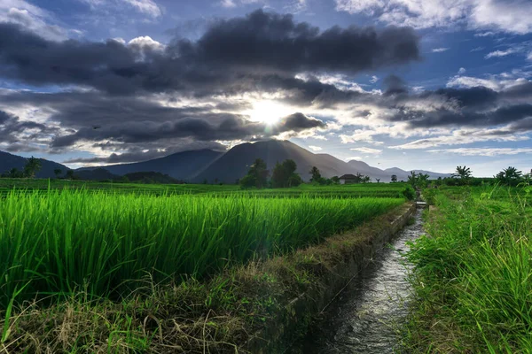 Panorama Natural Campos Arroz Verde Montanhas Uma Manhã Ensolarada Indonésia — Fotografia de Stock