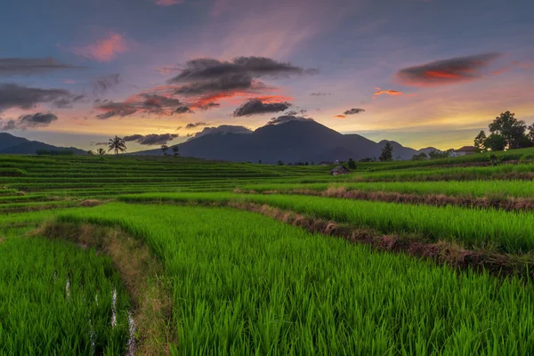 Hermoso Panorama Matutino Los Campos Arroz Verde Bajo Las Montañas — Foto de Stock