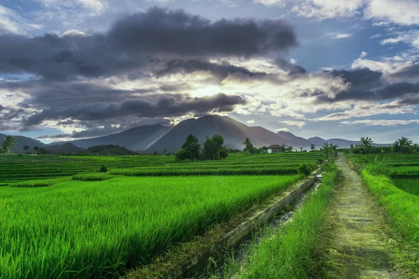 Natural Panorama Green Rice Fields Mountains Sunny Morning Countryside — Stock Photo, Image