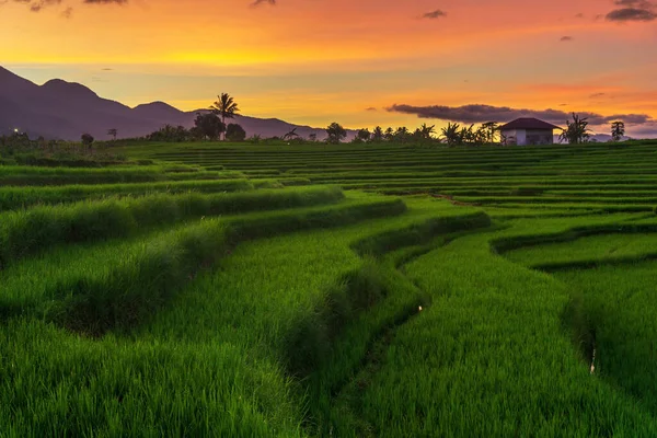 美丽的阳光灿烂的早晨全景 印度尼西亚山脉下的绿色稻田 — 图库照片