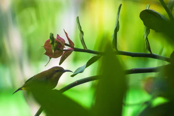 Нектарные Птицы Ищут Цветы Натуральная Птица Зеленым Листом Розовым Цветочным — стоковое фото