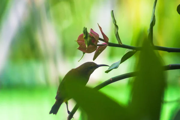 Nectar Bird Looking Food Beautiful Flower Green Leaf Blur Background — Stock Fotó