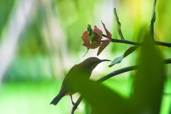 Nectar Birds Looking Food Beautiful Flowers Blurred Background Green Leaves — Foto de Stock