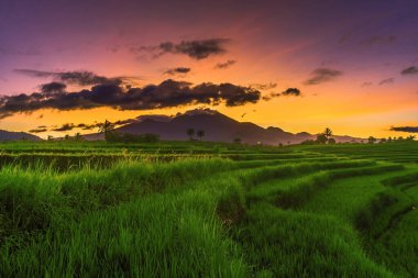 panoramic indonesia view of green rice terraces and mountains on a sunny morning