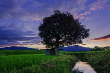 Endonezya manzaralı yeşil pirinç terasları, ağaçlar ve güneşli bir sabahta kulübeler.