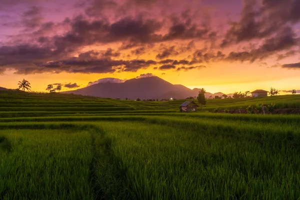 Panoramic Indonesia View Rice Terraces Mountains Morning —  Fotos de Stock