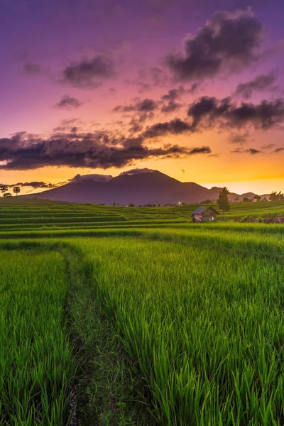 Индонезийский Портрет Вид Зеленые Рисовые Террасы Утром Солнечный — стоковое фото