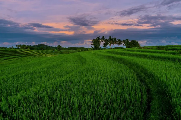 Blick Auf Grüne Reisterrassen Und Kokospalmen Einem Sonnigen Morgen Indonesien — Stockfoto