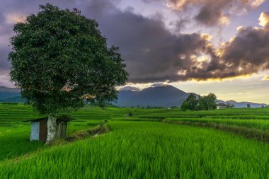 Indonesian natural scenery with green rice fields. sunny morning on the village farm