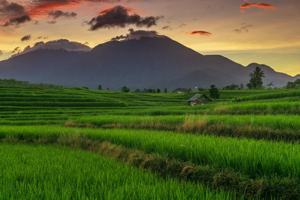 Indonesische Naturlandschaft Mit Grünen Reisfeldern Und Der Morgensonne — Stockfoto