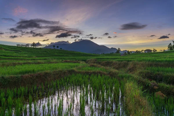Indonéská Přírodní Scenérie Rýžovými Poli Malé Vesnici — Stock fotografie