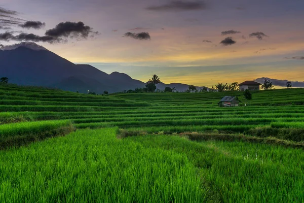 Indonesian Natural Scenery Green Rice Fields —  Fotos de Stock