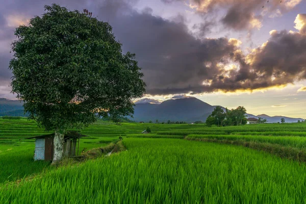 Yeşil pirinç tarlalı Endonezya doğal manzarası. Köyün çiftliğinde güneşli bir sabah