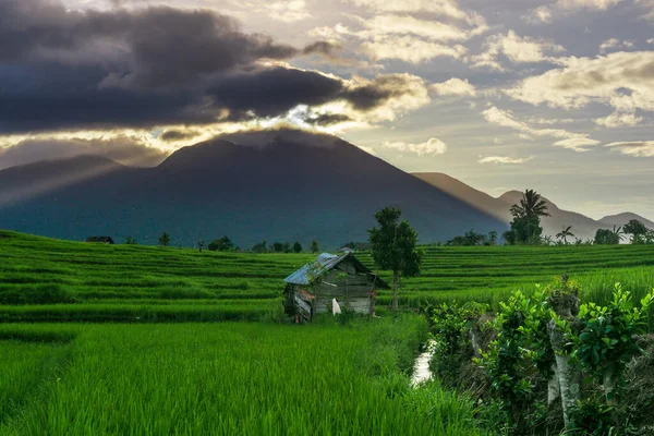 Panoramic Indonesia View Green Rice Terraces Coconut Trees Sunny Morning — Stock Fotó