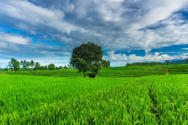 Nature portrait of rice fields and mountains in rural Indonesia with sunrise