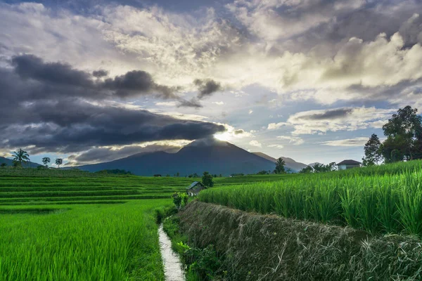晨光下的绿色稻田山景全景 — 图库照片