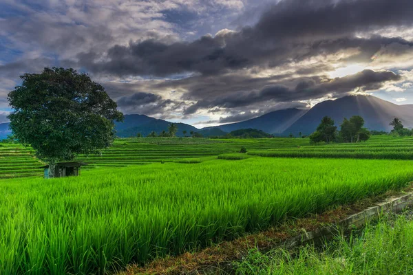 带日出的印度尼西亚山区绿稻田和流水的自然全景 — 图库照片