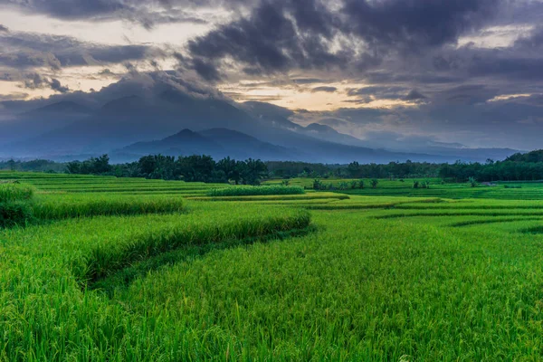 Indonesische Morgenlandschaft Grünen Reisfeldern — Stockfoto