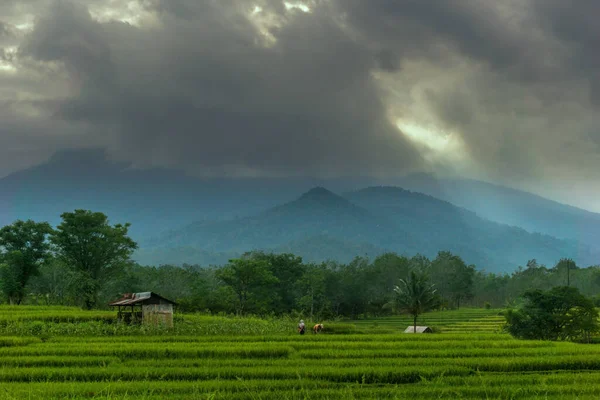 Paysage Matinal Indonésien Dans Les Rizières Vertes — Photo