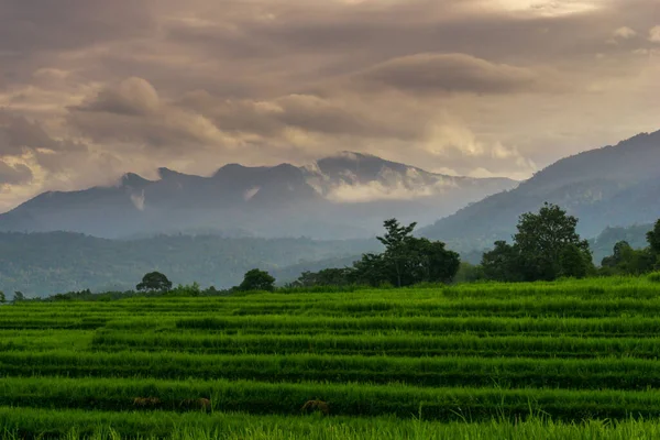 印度尼西亚绿色稻田里的晨景 — 图库照片