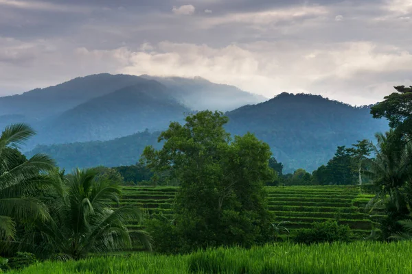 Paysage Matinal Indonésien Dans Les Rizières Vertes — Photo