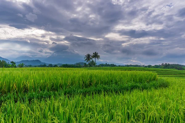 Indonesian Morning Scenery Green Rice Fields — Stock Photo, Image