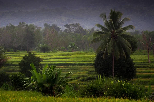 Indonezyjski Widok Rano Zielone Pola Ryżowe — Zdjęcie stockowe