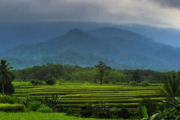 Indonesian Morning View Green Rice Fields — Fotografia de Stock