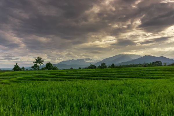 Ινδονησιακή Πρωινό Άποψη Πράσινο Ρύζι Πεδία — Φωτογραφία Αρχείου