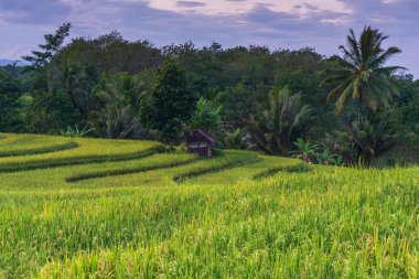 Ubud 'daki pirinç tarlaları