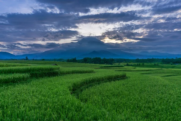Beautiful Sunrise Rice Fields Kemumu Bengkulu Indonesia —  Fotos de Stock