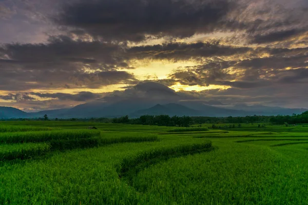 Beautiful Sunrise Rice Fields Bengkulu Indonesia — Stock Photo, Image