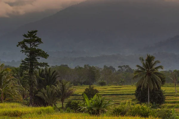 Vista Mañana Carretera Campo Arroz Verde Fértil Zona Indonesia Una — Foto de Stock
