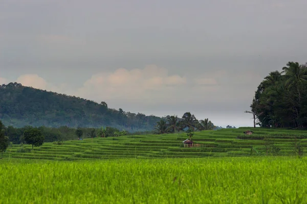 Widok Rano Drogę Zielonym Żyznym Polu Ryżu Obszaru Indonezji Słoneczny — Zdjęcie stockowe