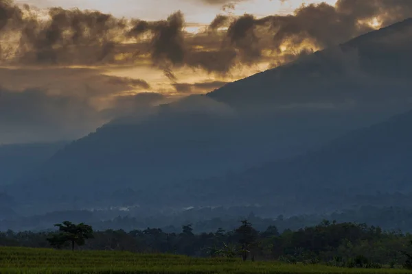 Morning View Road Green Fertile Rice Field Area Indonesia Sunny — Stock Photo, Image