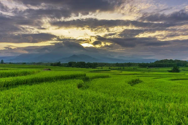 Φυσική Ομορφιά Της Ινδονησίας Πρωί Μια Πράσινη Ατμόσφαιρα Ορυζώνα — Φωτογραφία Αρχείου