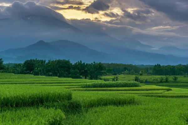 Morning View Road Green Fertile Rice Field Area Indonesia Sunny — ストック写真