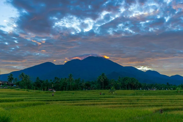 Indonézia Gyönyörű Természeti Táj Háttere Reggel Sárga Rizs Területén — Stock Fotó
